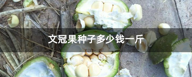 文冠果種子多少錢一斤 文冠果種子多少錢一斤