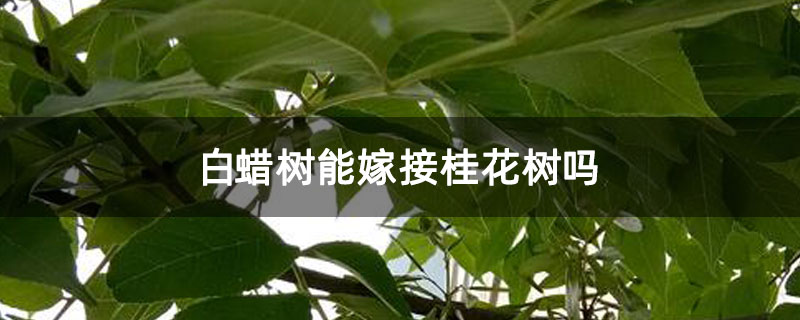 白蠟樹能嫁接桂花樹嗎 白蠟樹能嫁接桂花樹嗎