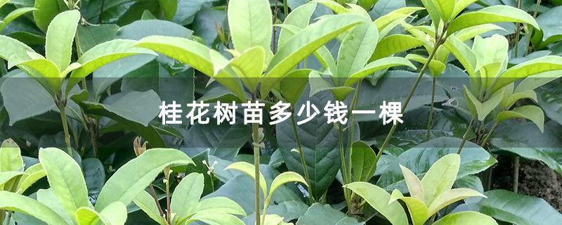 桂花樹苗多少錢一棵 桂花樹苗多少錢一棵