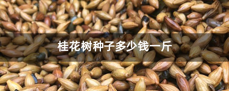 桂花樹種子多少錢一斤 桂花樹種子多少錢一斤