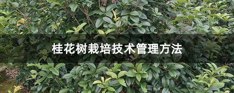 桂花樹栽培技術管理方法 桂花樹栽培技術管理方法