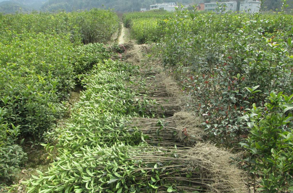 桂花樹苗 桂花樹苗