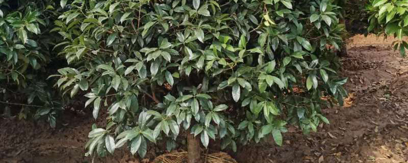 10公分桂花樹