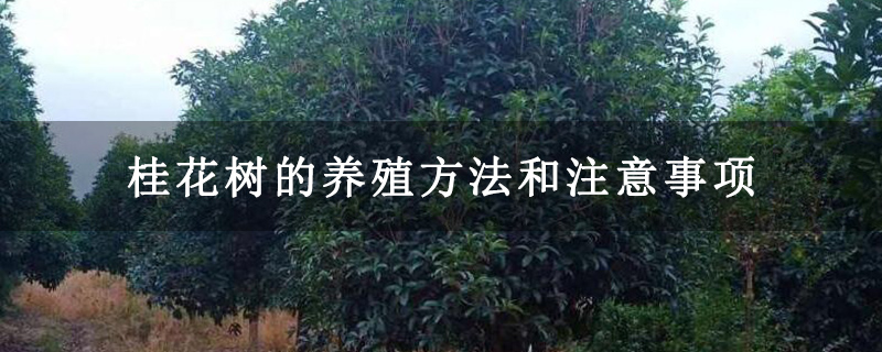桂花樹的養殖方法和注意事項 桂花樹的養殖方法和注意事項