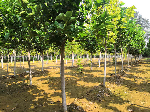 沭陽長景園林白玉蘭種植基地實拍圖片 沭陽長景園林白玉蘭種植基地實拍圖片