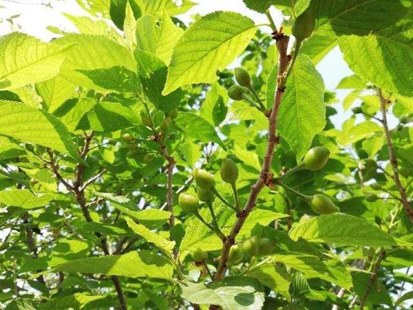 櫻桃樹 櫻桃樹