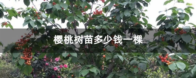 櫻桃樹苗多少錢一棵 櫻桃樹苗多少錢一棵