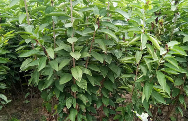 櫻桃樹苗幾月份種植?櫻桃苗種植方法 櫻桃樹苗幾月份種植?櫻桃苗種植方法