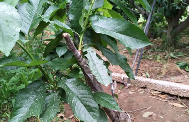 櫻桃樹苗幾月份種植?櫻桃苗種植方法 櫻桃樹苗幾月份種植?櫻桃苗種植方法