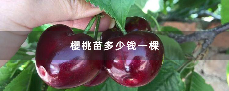 櫻桃苗多少錢一棵 櫻桃苗多少錢一棵