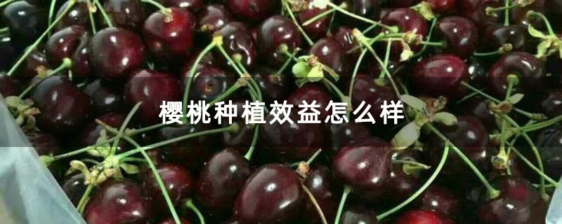 櫻桃 櫻桃