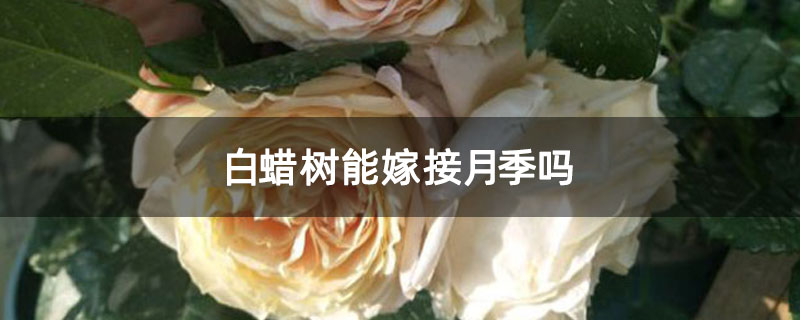 白蠟樹能嫁接月季嗎 白蠟樹能嫁接月季嗎
