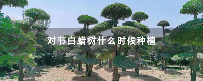 對節白蠟景觀樹 對節白蠟景觀樹