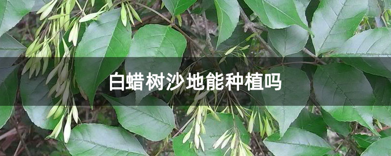 白蠟樹沙地能種植嗎 白蠟樹沙地能種植嗎
