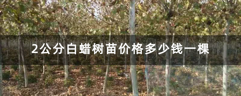 2公分白蠟樹苗價格多少錢一棵 2公分白蠟樹苗價格多少錢一棵