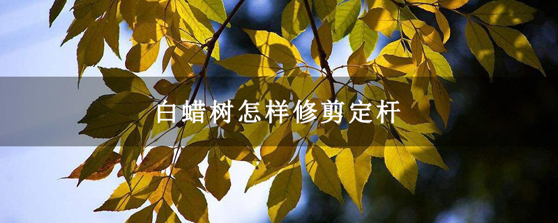 白蠟樹怎樣修剪定桿 白蠟樹怎樣修剪定桿