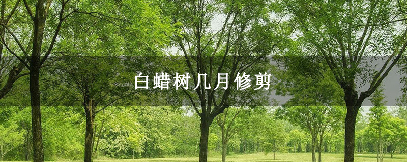 白蠟樹幾月修剪 白蠟樹幾月修剪