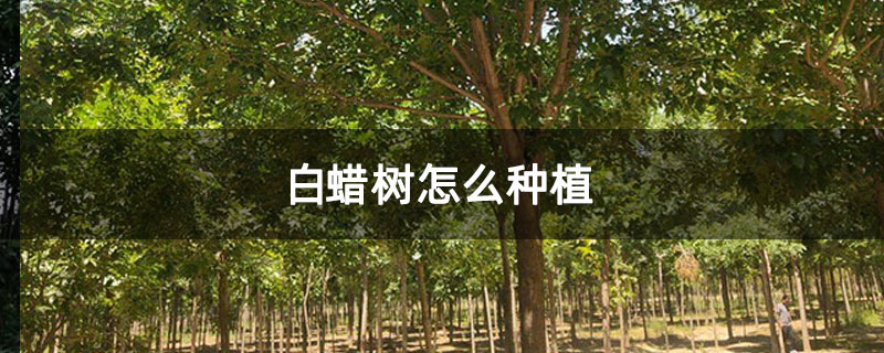 白蠟樹怎么種植 白蠟樹怎么種植