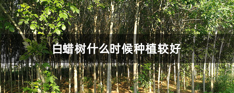 白蠟樹什么時候種植較好 白蠟樹什么時候種植較好