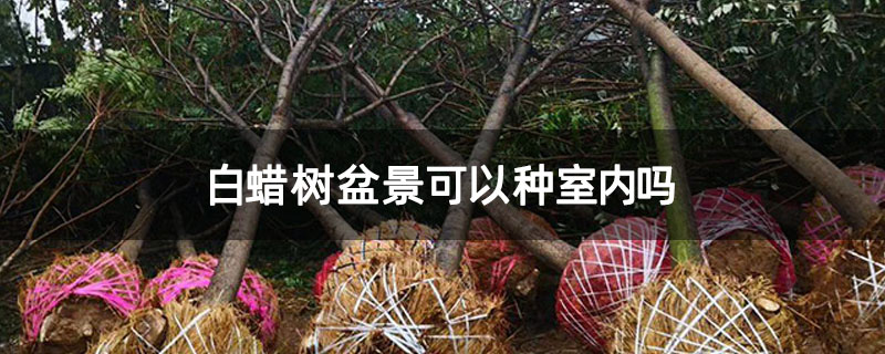 白蠟樹盆景可以種室內嗎 白蠟樹盆景可以種室內嗎