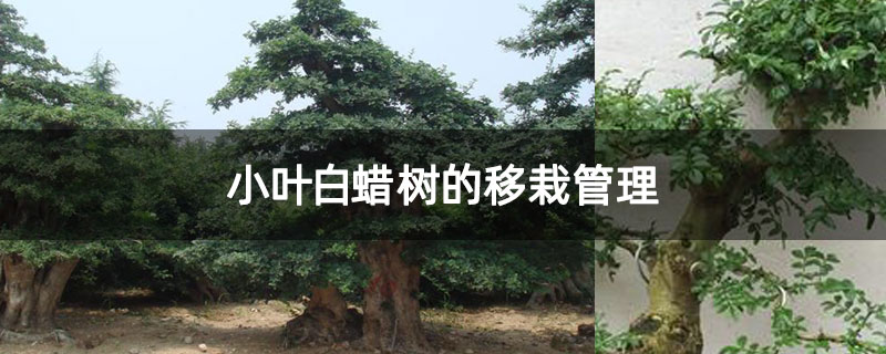 小葉白蠟樹的移栽管理 小葉白蠟樹的移栽管理