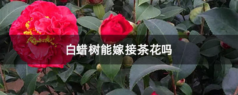 白蠟樹能嫁接茶花嗎 白蠟樹能嫁接茶花嗎