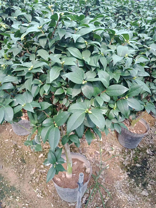 茶花多少錢一棵?2020山茶花苗價格行情 茶花多少錢一棵?2020山茶花苗價格行情