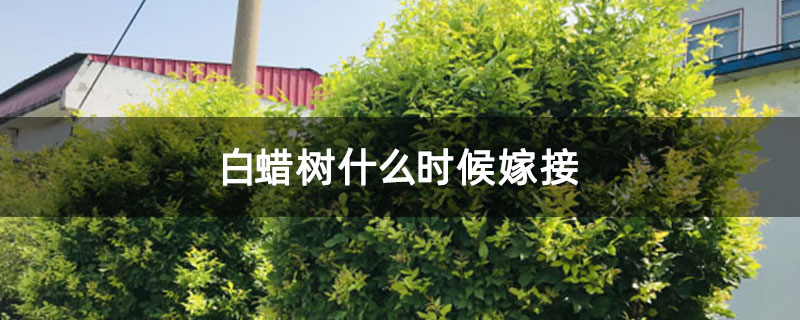 白蠟樹什么時候嫁接 白蠟樹什么時候嫁接