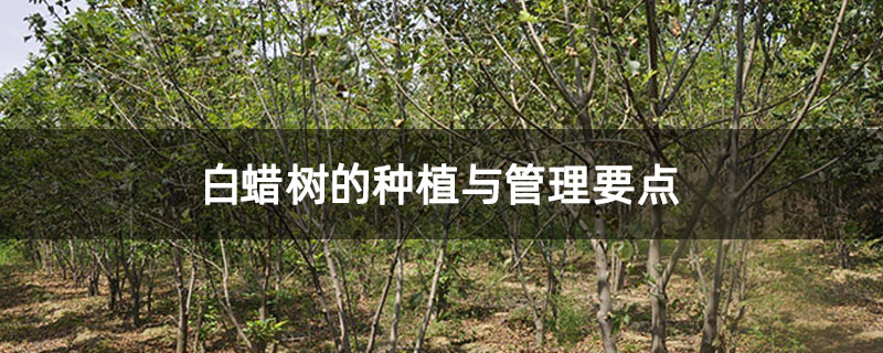 白蠟樹的種植與管理要點