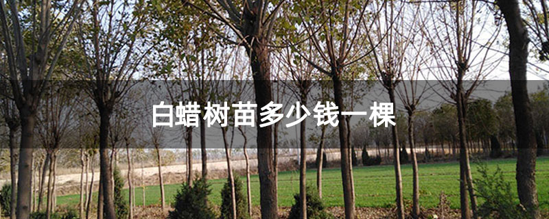白蠟樹苗多少錢一棵 白蠟樹苗多少錢一棵
