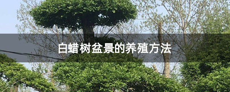 白蠟樹盆景的養殖方法 白蠟樹盆景的養殖方法