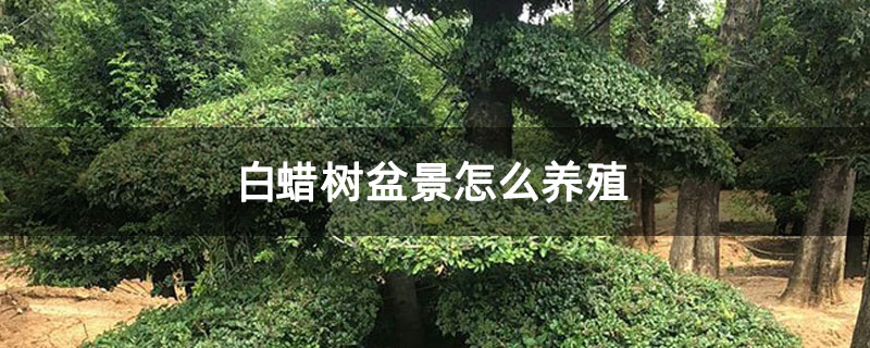 白蠟樹盆景怎么養殖