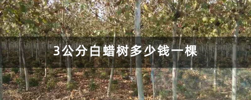 3公分白蠟樹多少錢一棵 3公分白蠟樹多少錢一棵