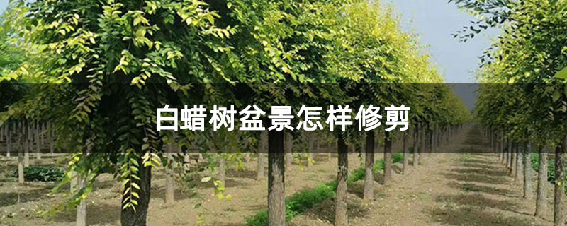 白蠟樹盆景怎樣修剪 白蠟樹盆景怎樣修剪