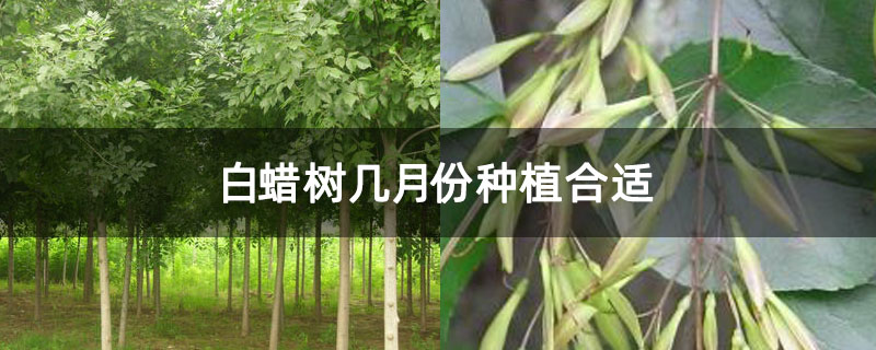 白蠟樹幾月份種植合適 白蠟樹幾月份種植合適