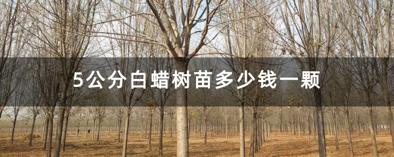 5公分白蠟樹苗多少錢一顆 5公分白蠟樹苗多少錢一顆