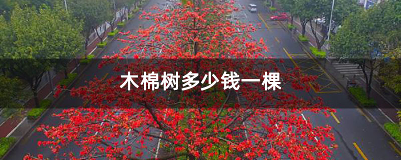 木棉樹多少錢一棵 木棉樹多少錢一棵