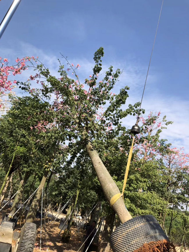 木棉花怎么種植?木棉花種植方法 木棉花怎么種植?木棉花種植方法