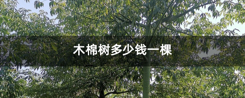 木棉樹多少錢一棵 木棉樹多少錢一棵