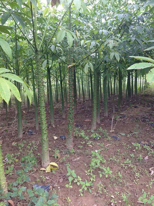 木棉花怎么種植?木棉花種植方法 木棉花怎么種植?木棉花種植方法