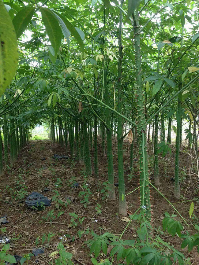 木棉花怎么種植?木棉花種植方法 木棉花怎么種植?木棉花種植方法