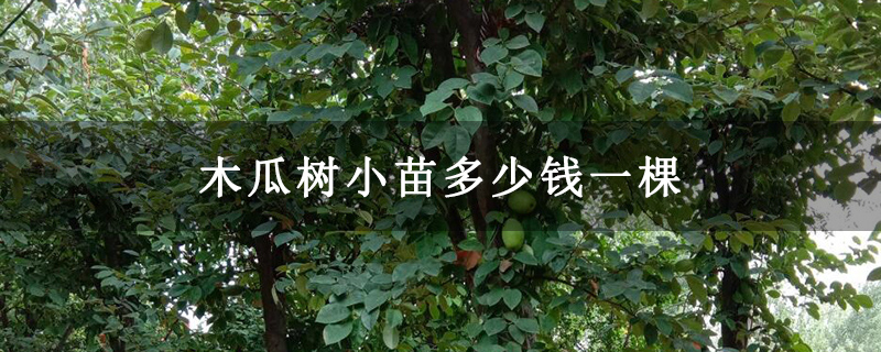 木瓜樹小苗多少錢一棵 木瓜樹小苗多少錢一棵