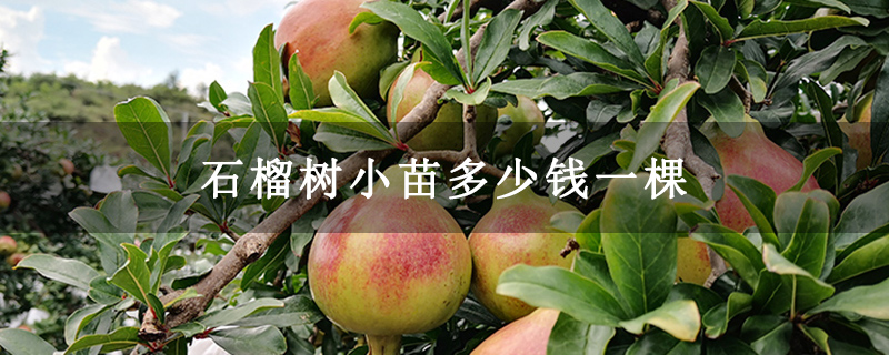 石榴樹小苗多少錢一棵 石榴樹小苗多少錢一棵