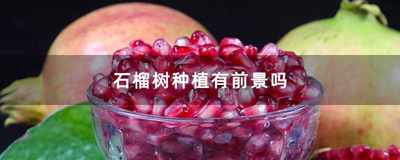 石榴籽 石榴籽