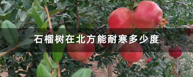 石榴樹在北方能耐寒多少度 石榴樹在北方能耐寒多少度