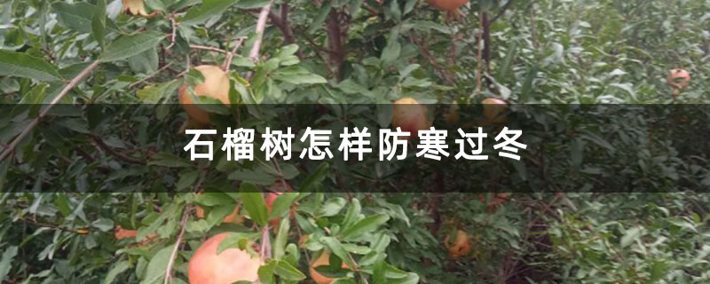 石榴樹怎樣防寒過冬 石榴樹怎樣防寒過冬
