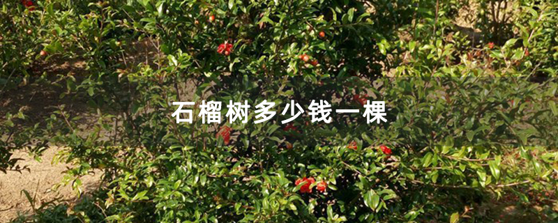 石榴樹多少錢一棵 石榴樹多少錢一棵