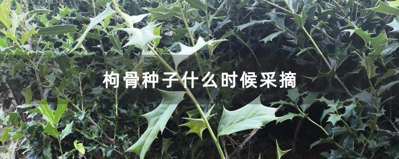 枸骨種子什么時候采摘