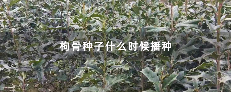 枸骨種子什么時候播種