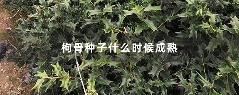 枸骨種子什么時候成熟